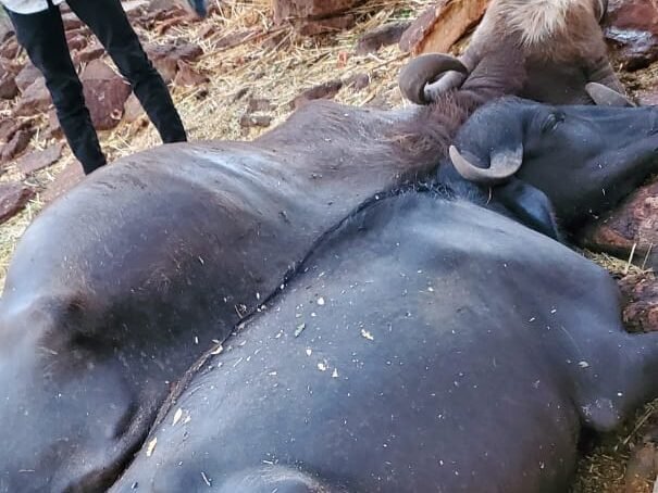 Two animals killed in lightning strike in Nalkhambha village of Thangadh taluka , chotila ma chamunda temple all info for rains, surendranagar district all news , chotila times news by yadav deep journalist , thangadh surendranagar latest news by chotila times newspaper