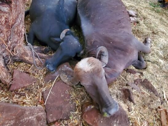 Two animals killed in lightning strike in Nalkhambha village of Thangadh taluka , chotila ma chamunda temple all info for rains, surendranagar district all news , chotila times news by yadav deep journalist , thangadh surendranagar latest news by chotila times newspaper