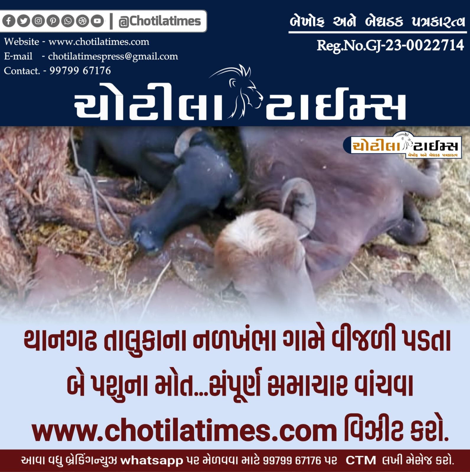 Two animals killed in lightning strike in Nalkhambha village of Thangadh taluka , chotila ma chamunda temple all info for rains, surendranagar district all news , chotila times news by yadav deep journalist , thangadh surendranagar latest news by chotila times newspaper